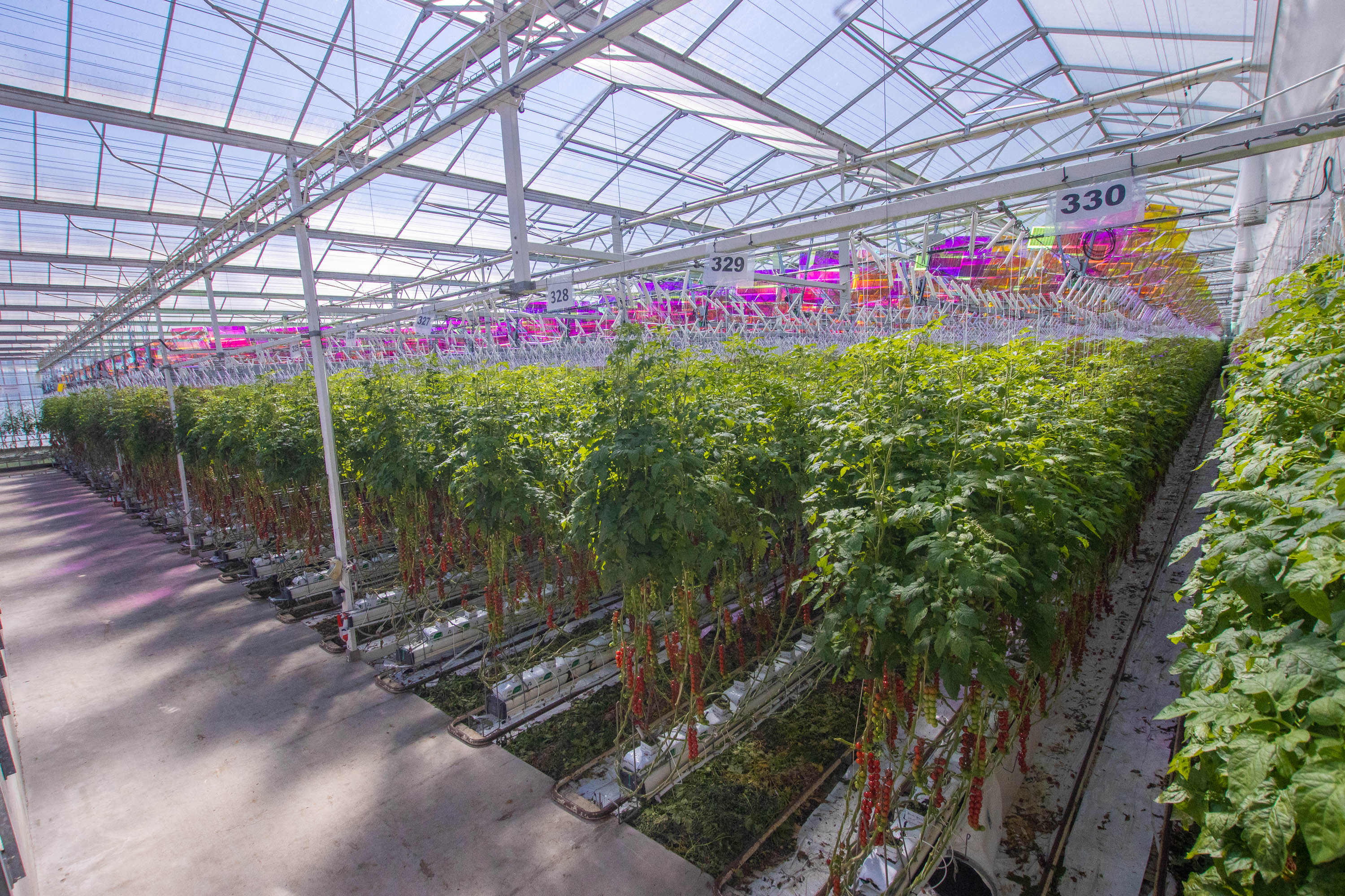 a greenhouse with plants
